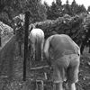 het bewerken van de wijngaard
